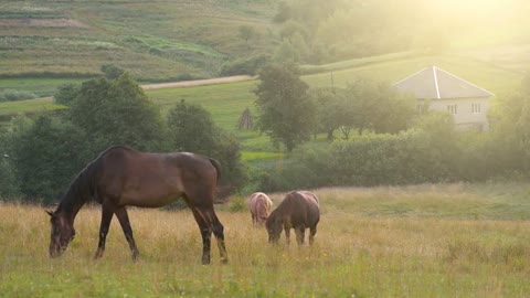 Beautiful horses in the grassland in the setting sun