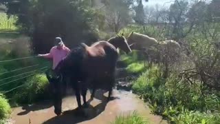 Horse Gives Owner a Mud Bath