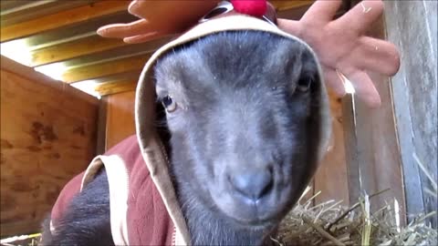 Precious baby goat dressed as a deer