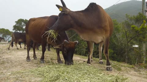 Turning Chickens into Cows