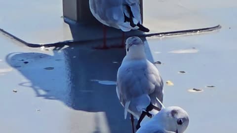 Seagulls on a pier / beautiful birds in nature.