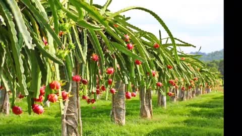 Dragon fruit Ke Fayde : ड्रैगन फ्रूट खाने फायदे : Dradon Fruit Benefits