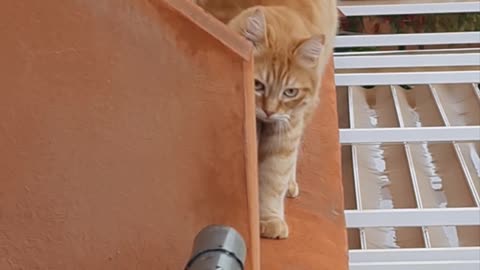 Cat Balances on Balcony Wall