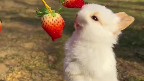 Cute Rabbit Eating Strawberry