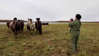 A father and son’s Ice Age plot to slow Siberian thaw