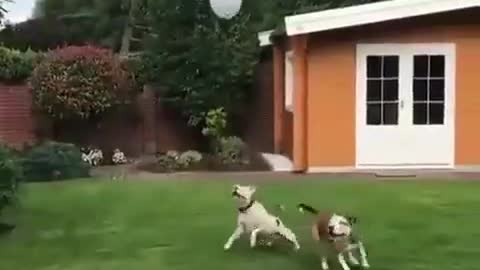 Golden Retriever Dog | My dog's Reaction on Football | Dog playing Football