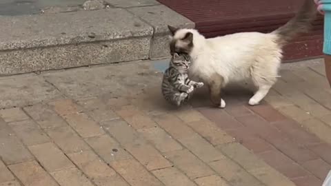 💖😍 "Heartwarming Moment: Mother Cat Lovingly Carries Her Kitten in Mouth"🐈🐱😺