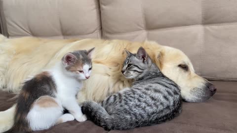 Cute Baby Kittens think the Golden Retriever is their Mother