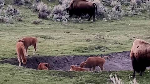 Bison Calves Seen Jumping and Playing in Yellowstone National Park