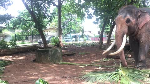 The Asian Elephant in Garden.