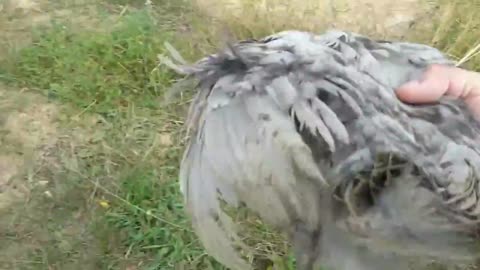 Ma poule marche de forme très bizarre, quelqu´un peux me dire quoi faire?