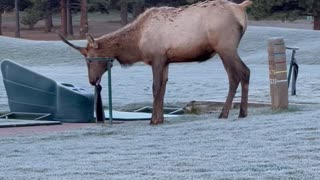 Young Bull Elk Plays Around at Golf Course in Estes Park