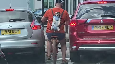 Dog with Hat and Sunglasses Rides on Back