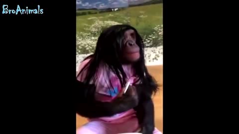 FUNNY MONKEYS, FUNNY WITH ANIMALS Russian music is very delightful