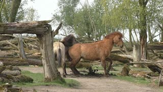 Powerful horse fight ends in smelling each other's POO