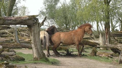 Powerful horse fight ends in smelling each other's POO