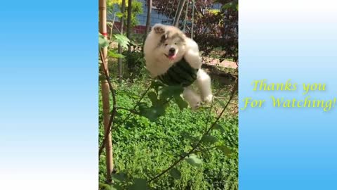 Cute Pets And Funny Animals Compilation2021 - Pets Garden