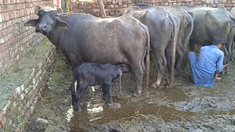 Calf Drink Mother (Cow) Milk