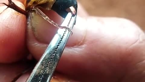 Satisfying Removal Video Bee