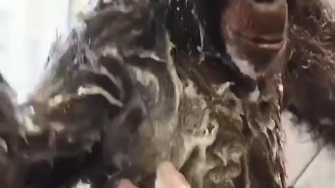Ape Getting A Shower