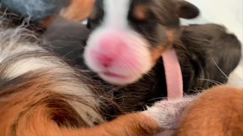 Two baby dogs licking their mother