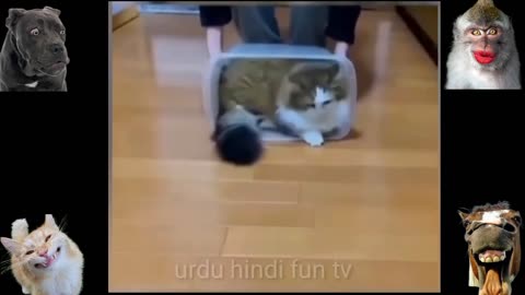 These are latest selected most funny animal videos,funny animals,funny dogs,funny cats