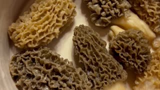 Morel mushroom