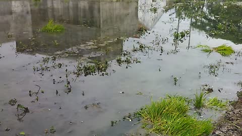 planting rice in the middle of the city