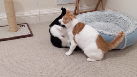 funny cat fighting