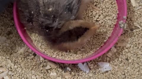 Baby chicks playing