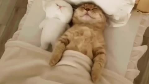 crazy animals funny video🤣crazy cat funny video