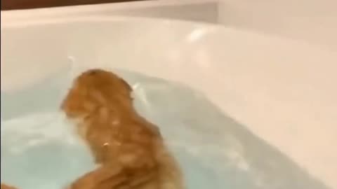 Cat Fell Into Bathtub, And Tries To Escape - TikTok Cats (#Funny #Animals #434)