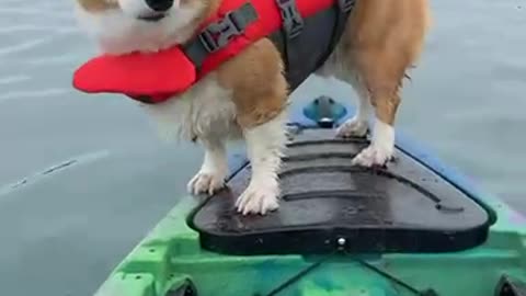 kayaking with seal friends