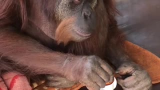 Orangutan Dunks Bun in Cup of Tea