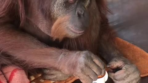 Orangutan Dunks Bun in Cup of Tea