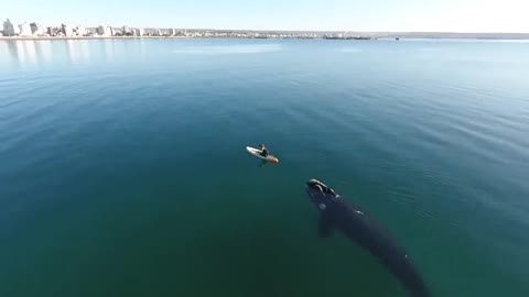 Curious southern right whale nudges paddleboarder in Argentina