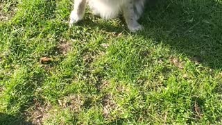 Pomeranian Runs Sideways