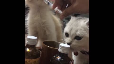My cats | persian and British cat drinks vitamins