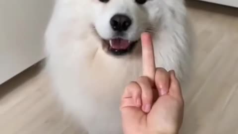 Dog and cat funny reaction with middle finger