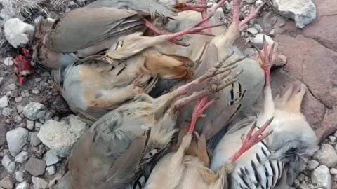 Waiting for chukar partridges | Hunting chukars