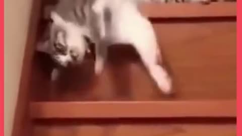 Cute Cat Going Downstairs - Funny Animal Videos - Funny And Cute Pet Moments #shorts