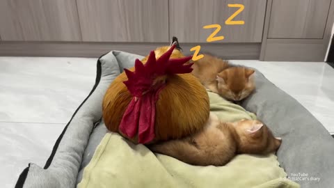 Funny The kitten bullies the rooster.The rooster has a hard time raising the kitten