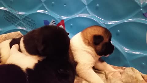 puppies 1st steps