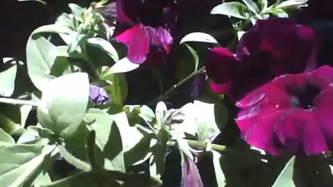 Beautiful red petunias in the flower shop, the flowers get the afternoon sun [Nature & Animals]