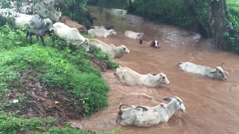 CRUCE DE VACAS PARIDAS