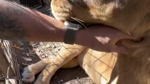 #lion #lioness #kingandqueen #bigcats #toebeans