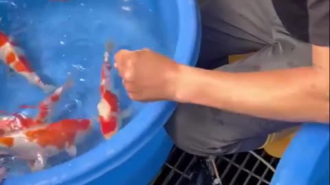 Japanese koi fish 🐠