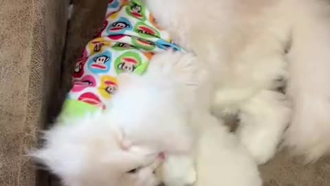 kitten.Cute Baby-Cat.Cute Cat Videos.Cat Sound meow | #shorts #cat #cats #catfunnyshorts #luca #cute