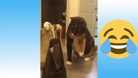 funny dogs and cats, try not to laugh challenge 🤣🤣🤣🤣part5