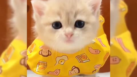 Hungry kitten looking for milk